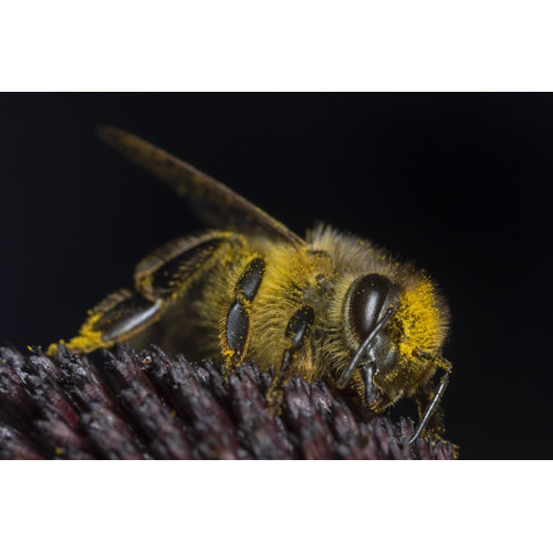 Hokku Designs Chelce Honey Bee On Canvas by Scubaluna Print Wayfair